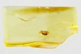 Detailed Fossil Beetle (Ptinidae) in Baltic Amber #307633-2